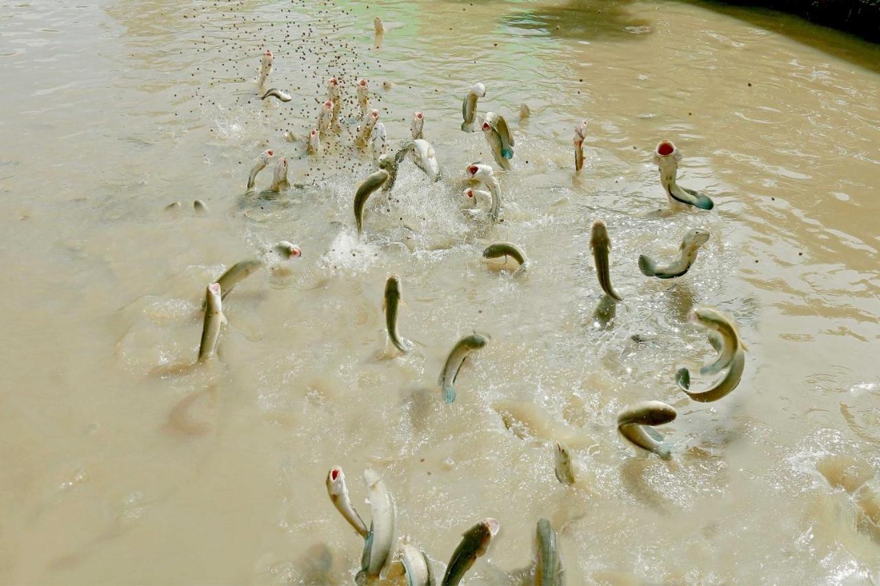 Khu Du Lich Sinh Thai Hoang Hao Hotel Vĩnh Long Kültér fotó